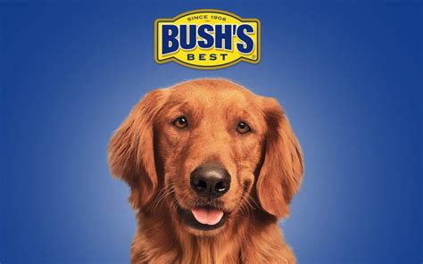 did the bush bean guy die|Dog that played Duke in Bush’s Baked Beans commercials dies